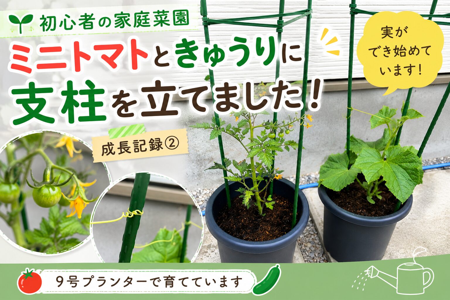 ミニトマトときゅうりに支柱を立てました