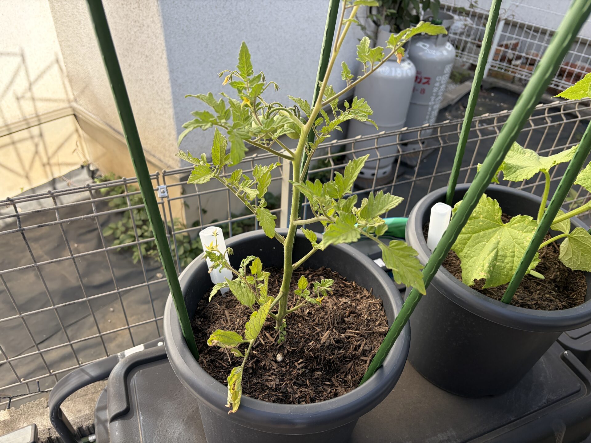 ミニトマトの花と実