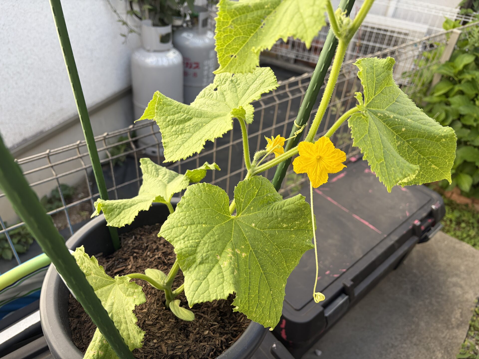 きゅうりの花アップ