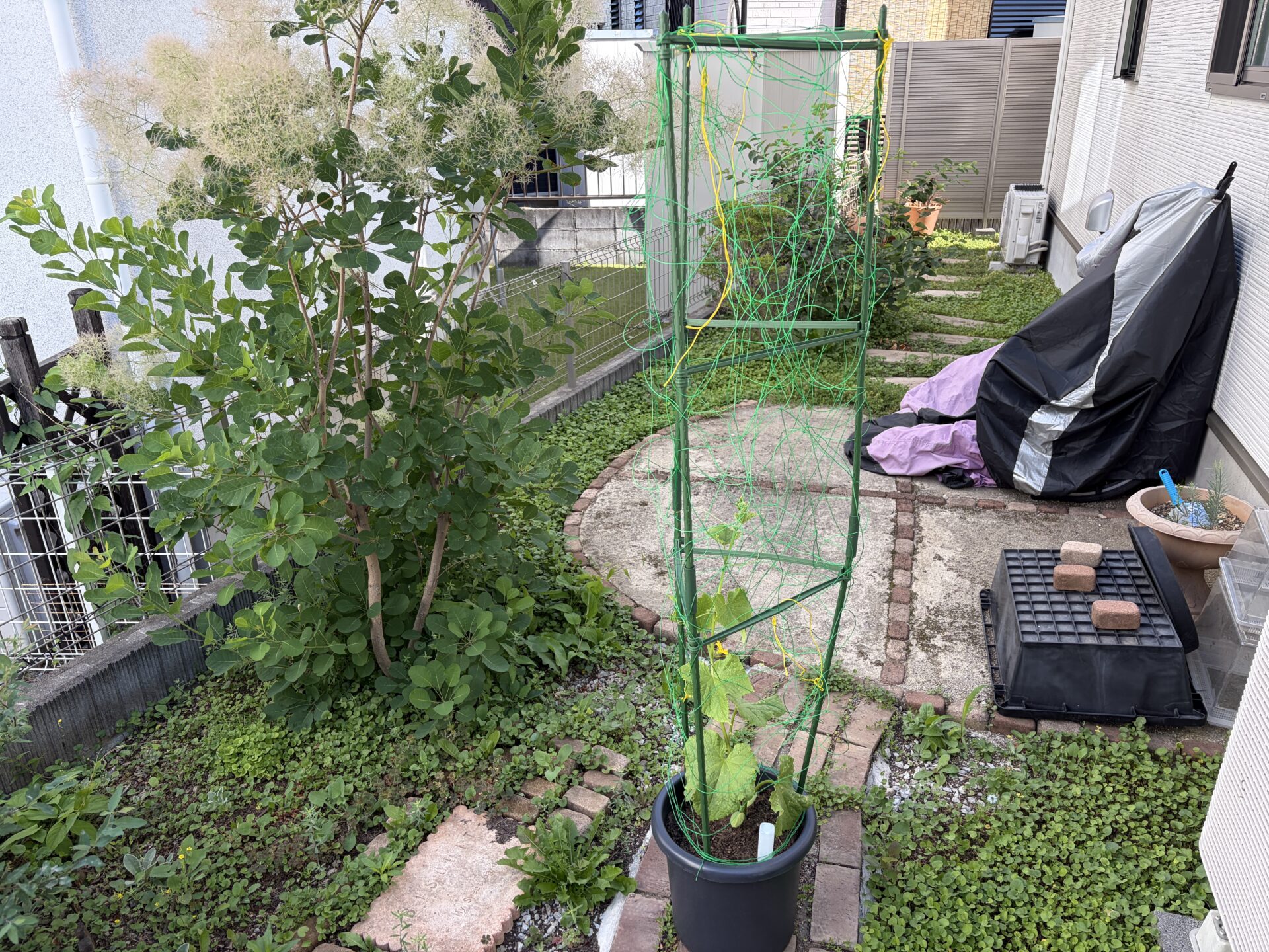 庭側に移動したきゅうりのプランター