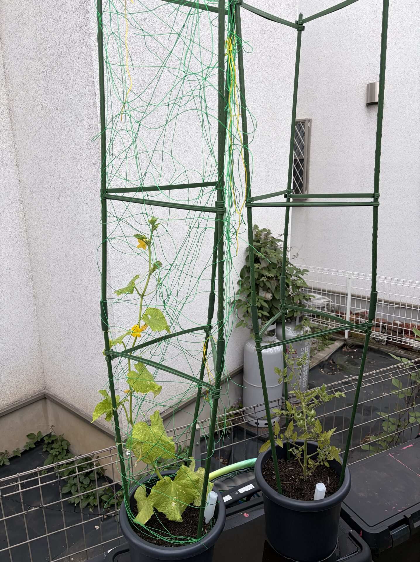 家庭菜園