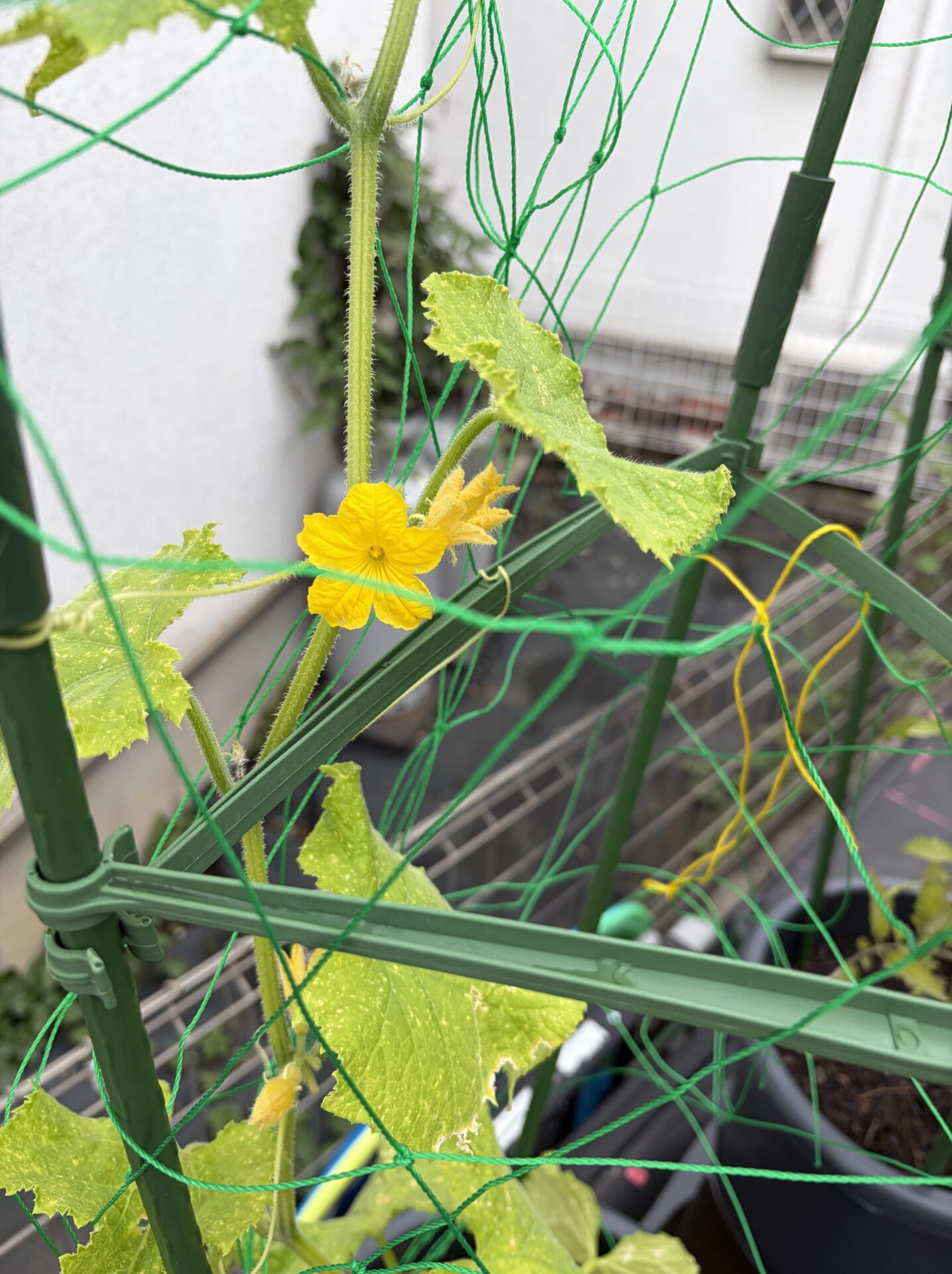 きゅうりも順調です