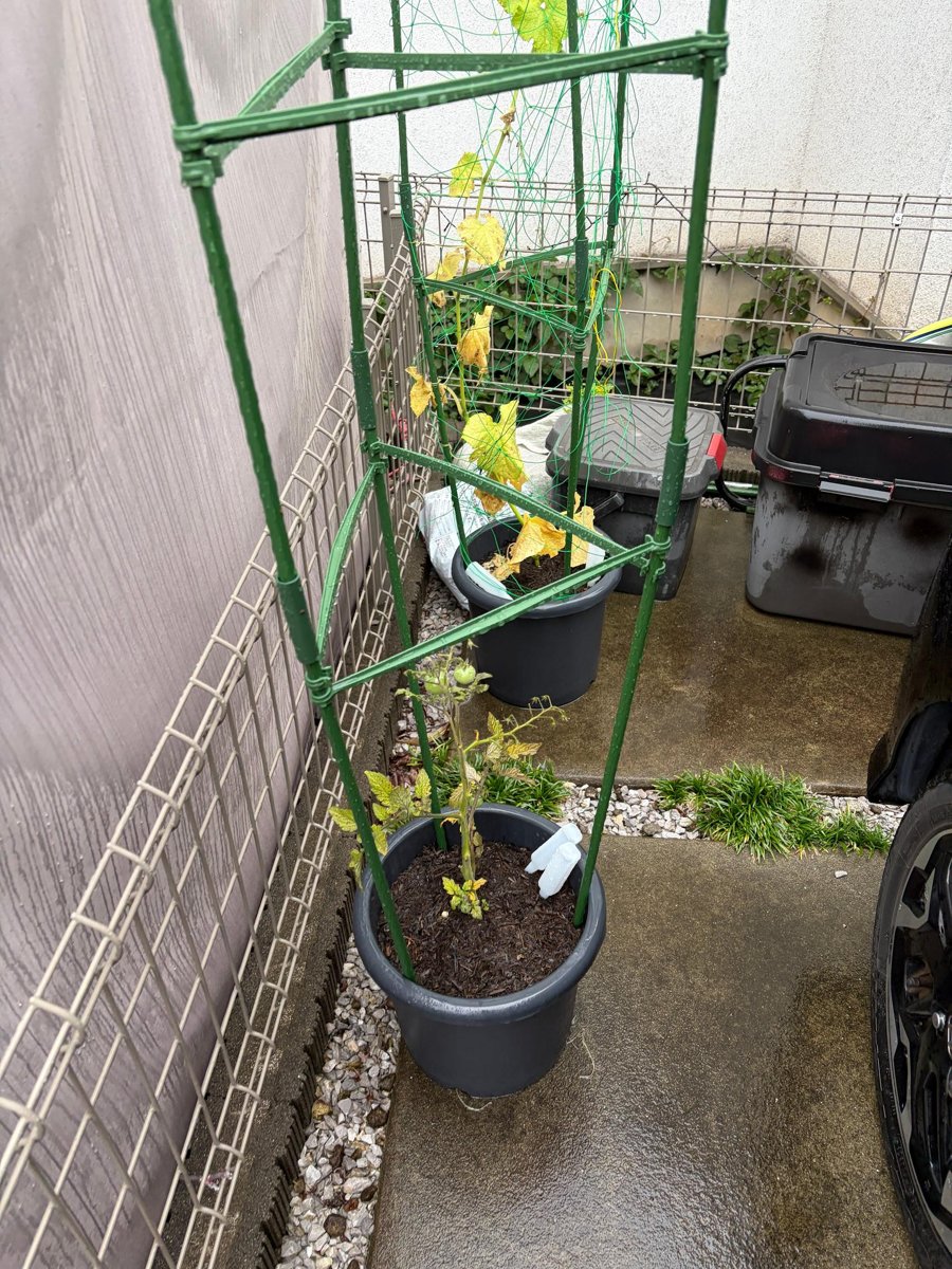 地面に移動させたトマトときゅうりのプランター