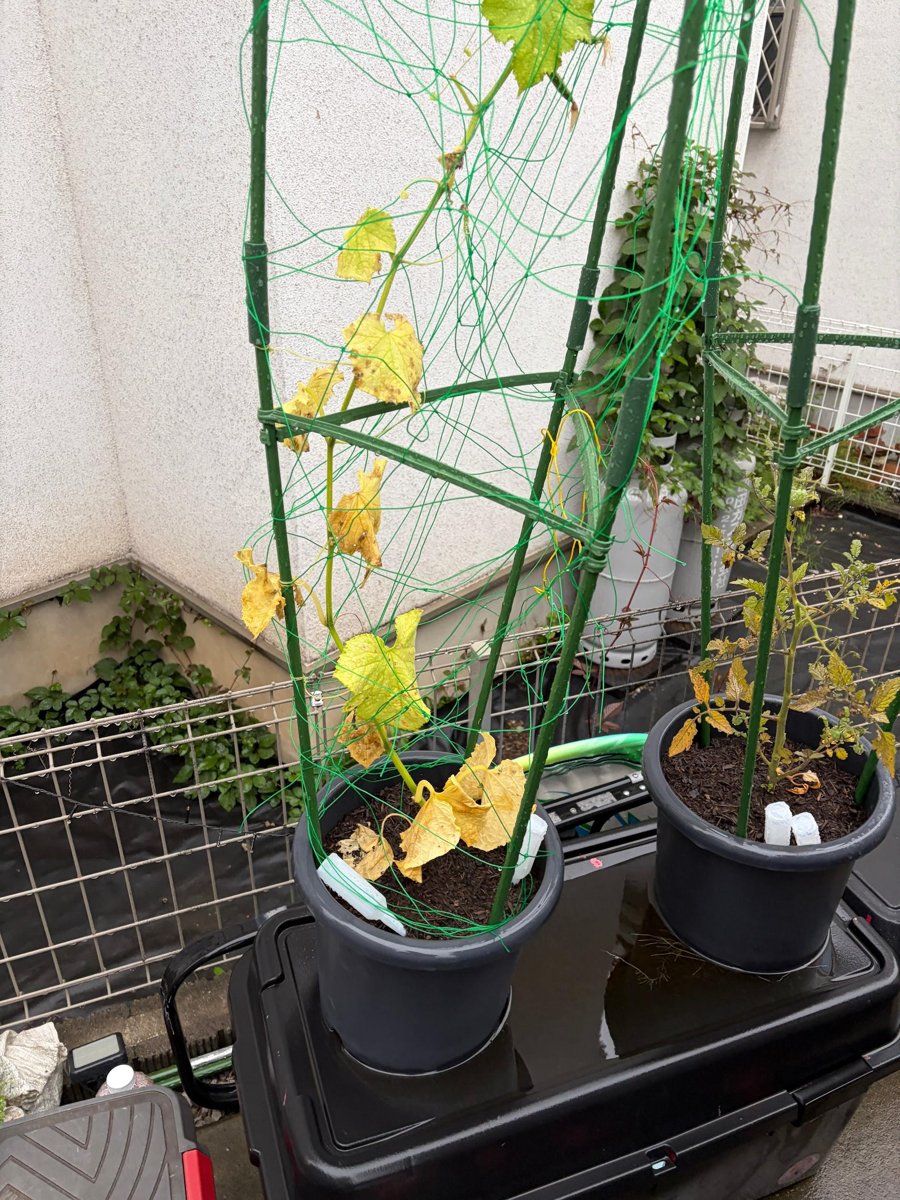 物入れの上に置いたプランター。フタの上に水が溜まっている