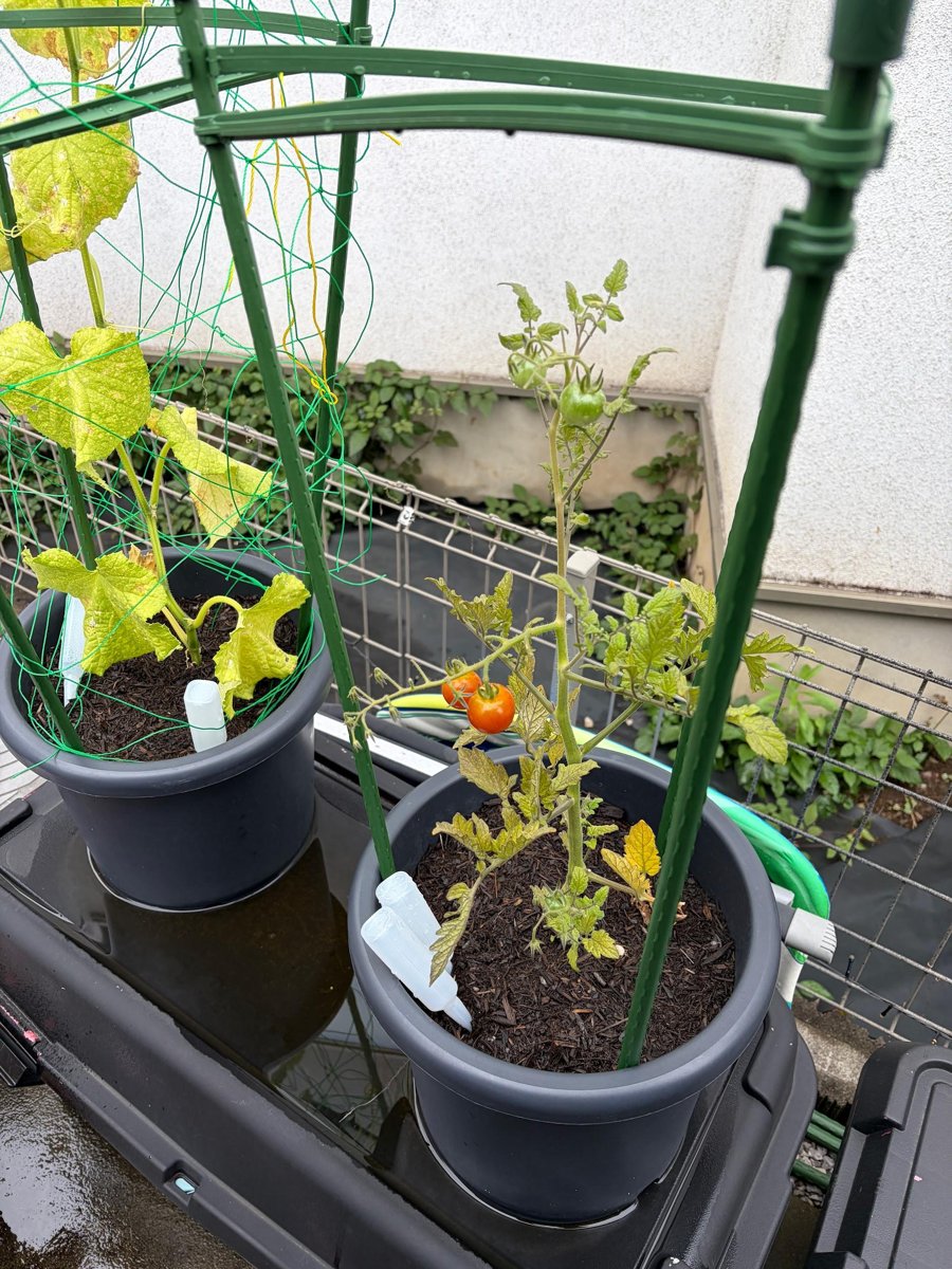 プランターで育てているきゅうりとミニトマト