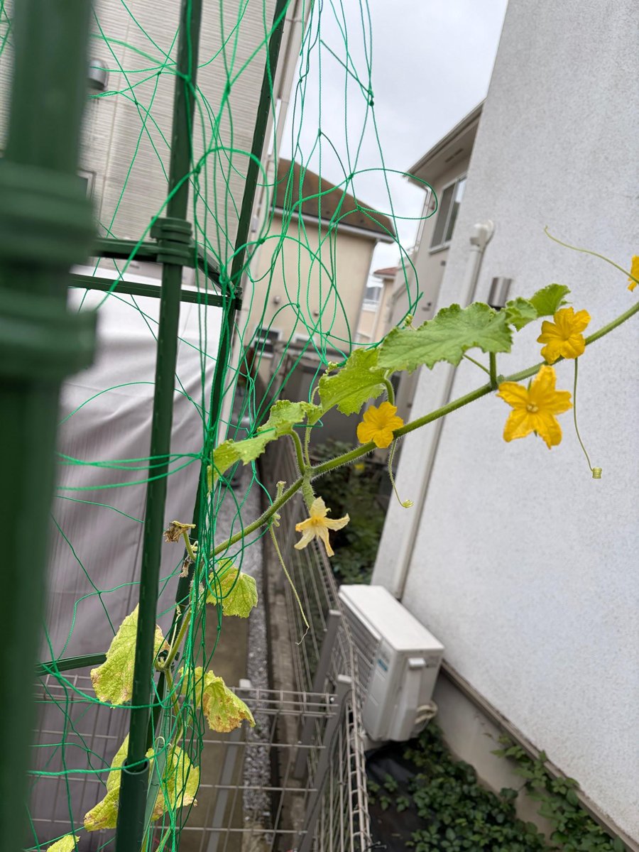 きゅうりの黄色い花が咲いたようす