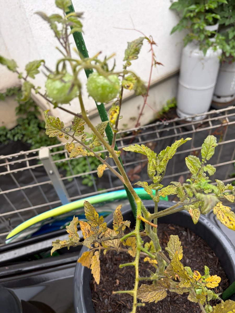 梅雨入り後に黄変したミニトマトの葉と青い実