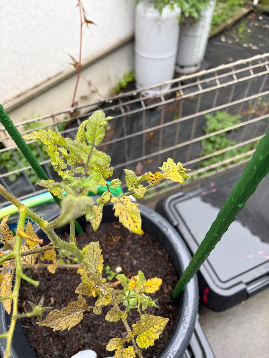 黒い斑点が出て黄色く枯れかけたトマトの葉