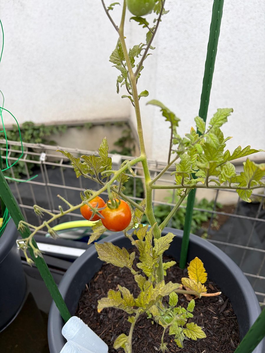プランター栽培のミニトマト初収穫。赤く色づいた実
