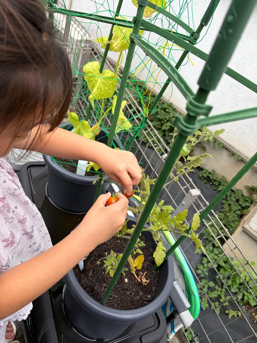 子どもがミニトマトを収穫しているところ